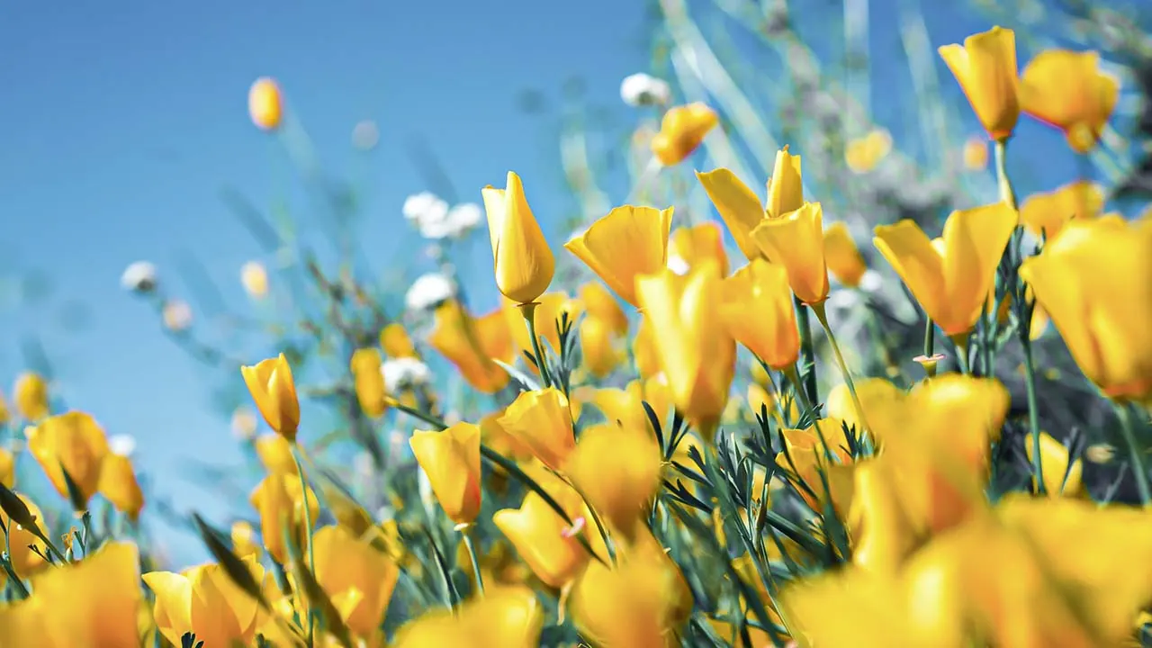 Frühlingslandschaft als Motiv der Traumreise Natur erleben