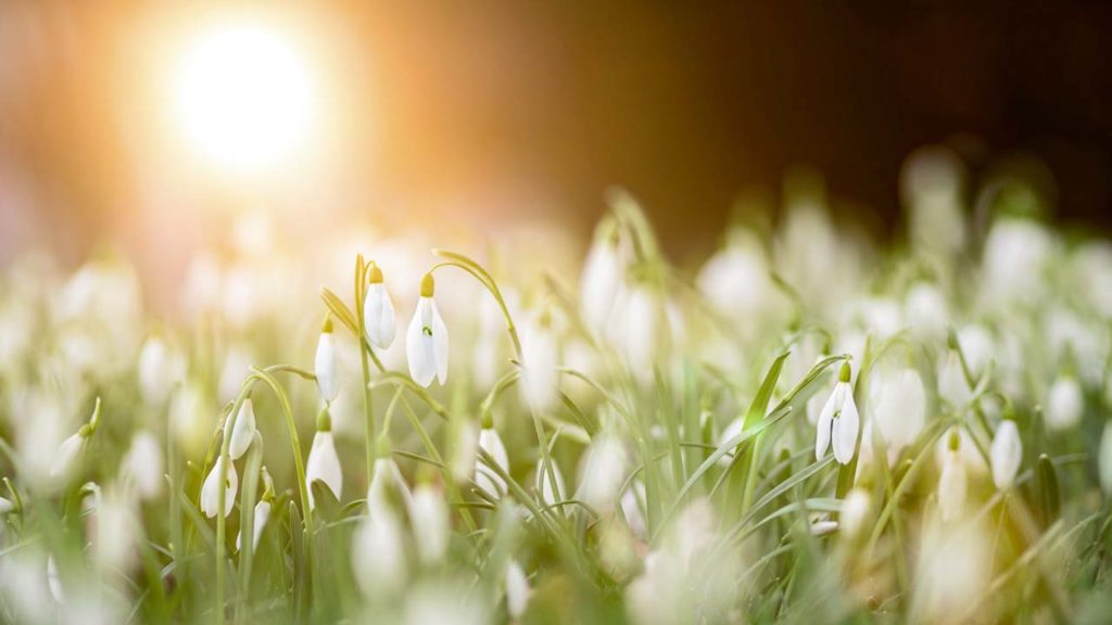Photo by <a href="https://unsplash.com/@8moments?utm_source=unsplash&utm_medium=referral&utm_content=creditCopyText">Simon Berger</a> Traumreise Frühling für Kinder